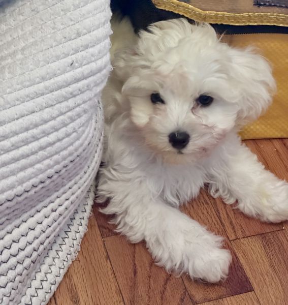 Juno White female f2b maltipoo for adoption
