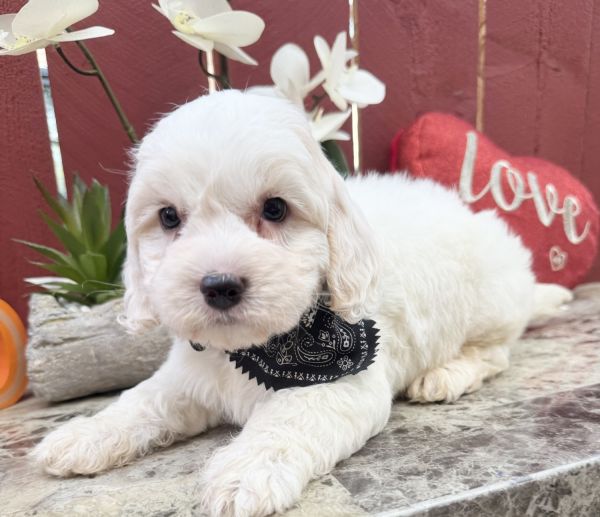 Beautiful male Maltipoo puppy