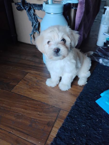 Maltipoo 4 sale