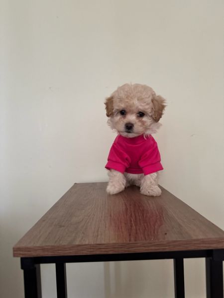 Female Maltipoo