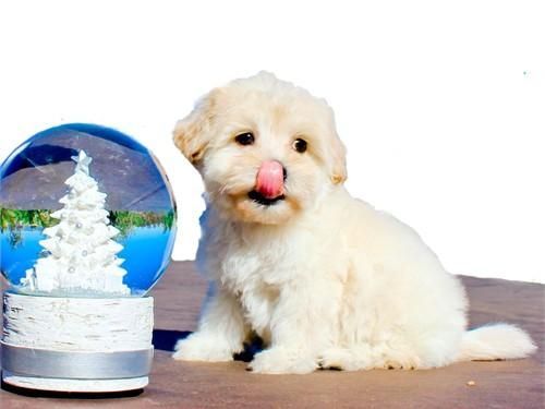 MaltiPoo Puppy!