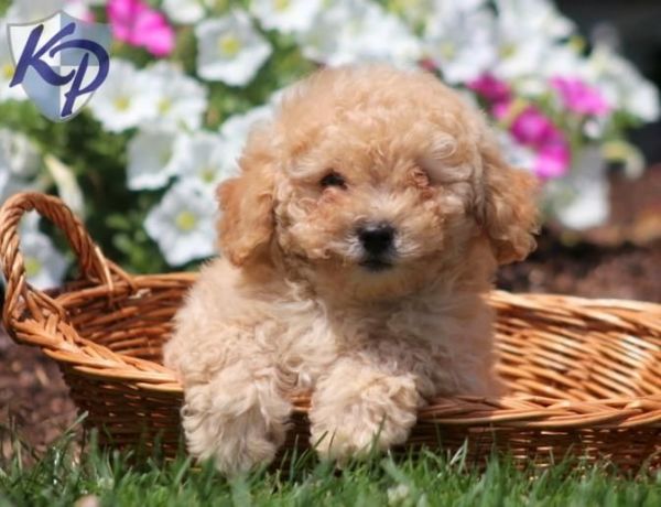 agreeable Maltipoo puppies on