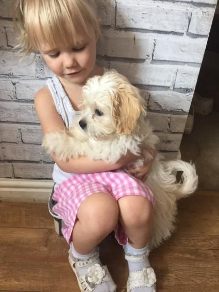 cute maltipoo puppy for adorable homes