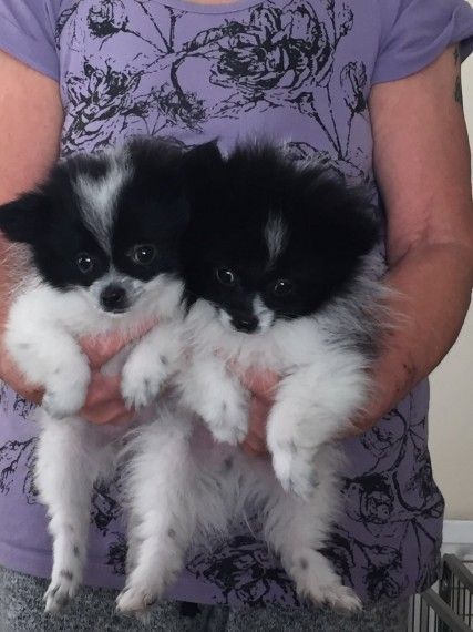 Miniature Maltipoo Pups text or call (***) ***-***5