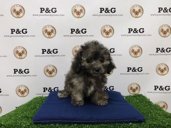 Maltipoo - Silver - Female