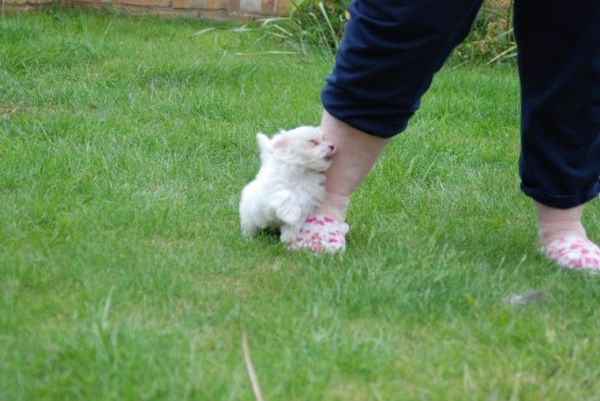 Maltipoo Girl Pup Ready Now