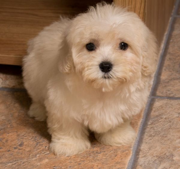 Maltipoo Puppies - 11 weeks Old
