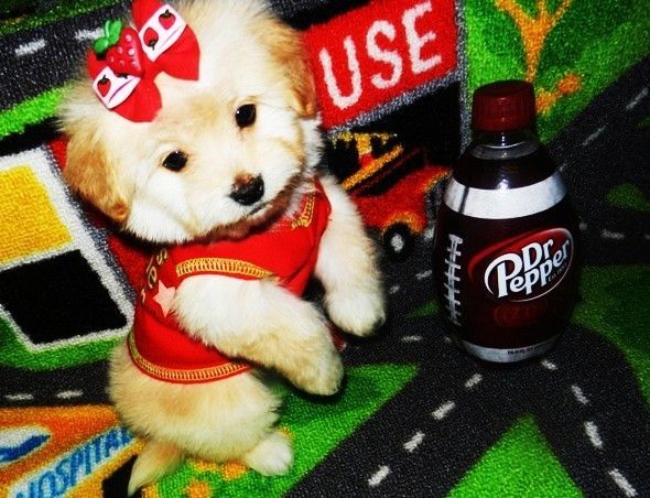 Tiny & Precious Maltipoo Puppies
