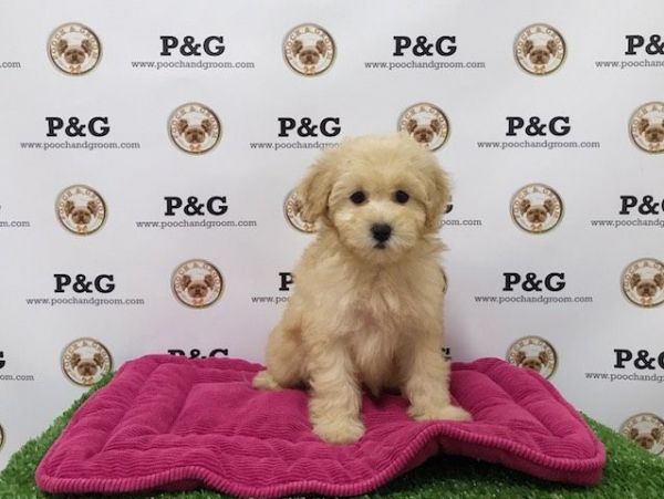 Maltipoo - Willow - Female