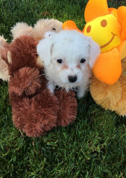 ☆TINY TOY DESIGNER PUPPIES☆