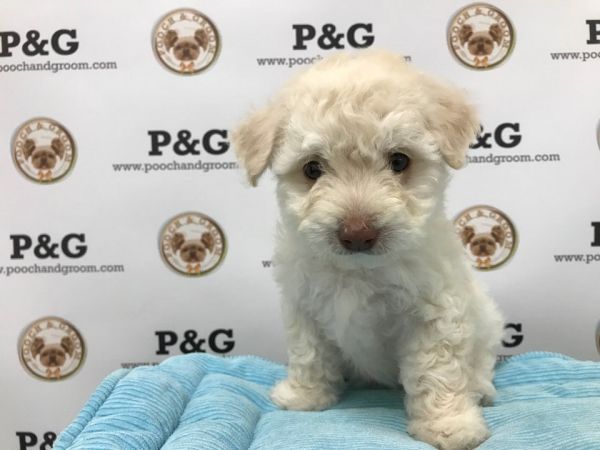 Maltipoo - Emily - Female