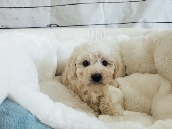 Maltipoo - Male - Benji ($1,050)