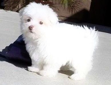10 weeks old Maltipoo puppie