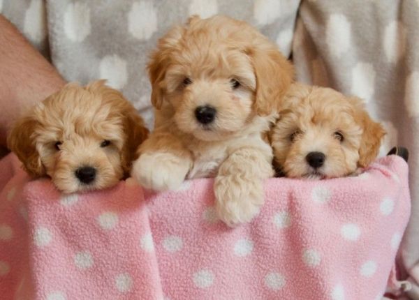 Adorable Maltipoo Puppies