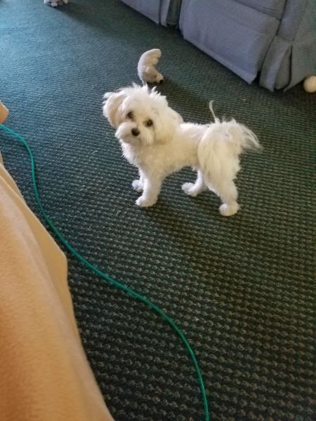 Male very small very small 4 and 1/2 lb male