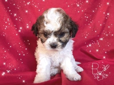 BEAUTIFUL MALTIPOO ,MALTESE AND POODLE MIXED