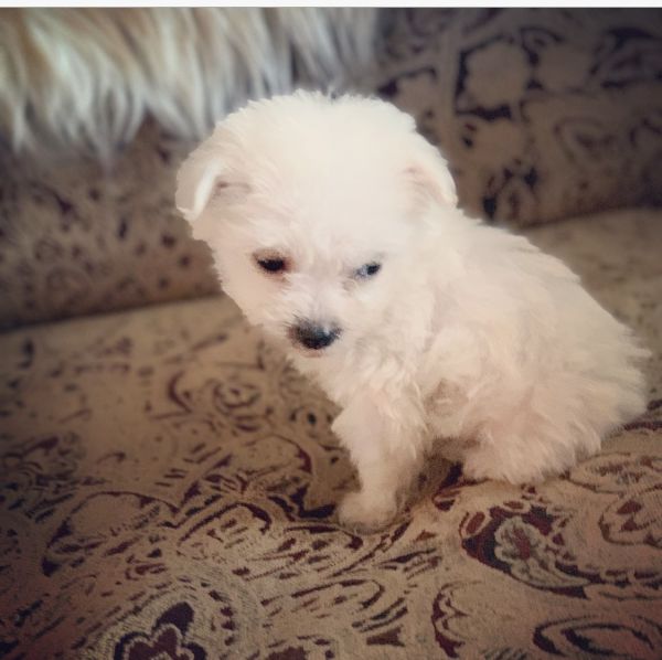 Teaca! The teacup maltipoo.