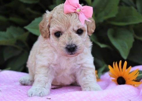 Amazing Maltipoo Puppies