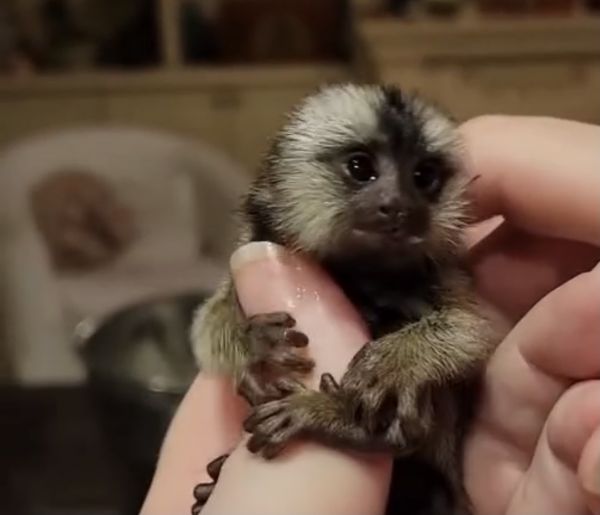 Finger monkey/ marmoset
