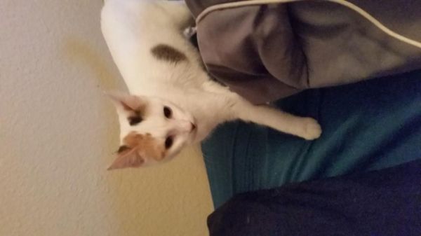 Free!!!!! Fun Loving 1yr Old Cat