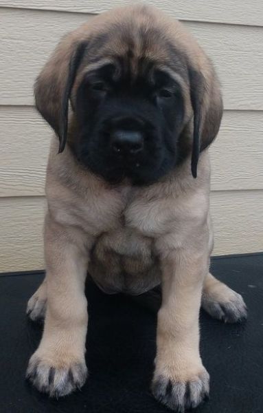 Beautiful show quality female Mastiff puppies