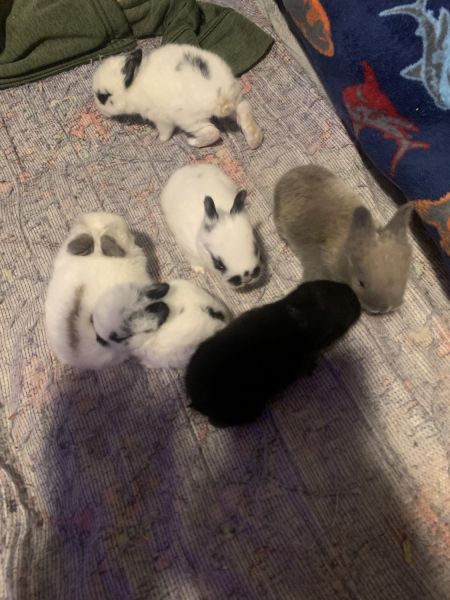 Baby rabbits