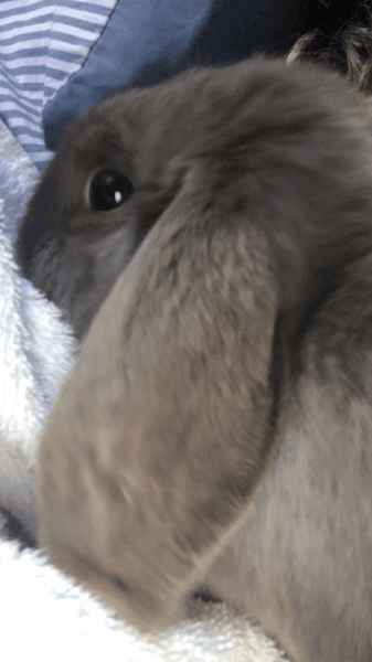 Beautiful mini lop bunnies