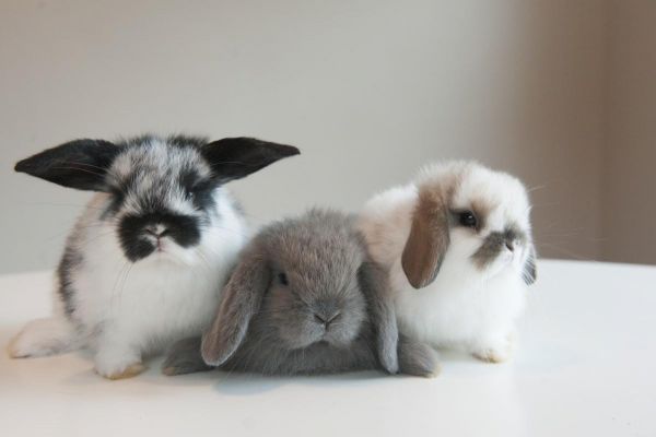 Mini Lop Bunnies