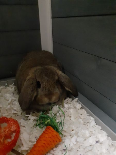 Mini Holland Lop Male & all Supplies
