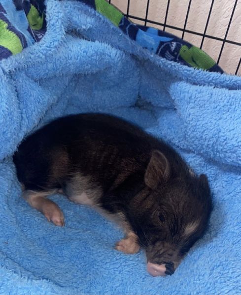 Mini pig for sale