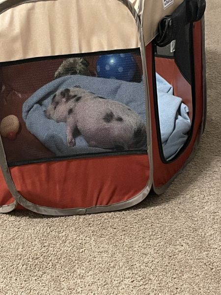 8 week old mini pig