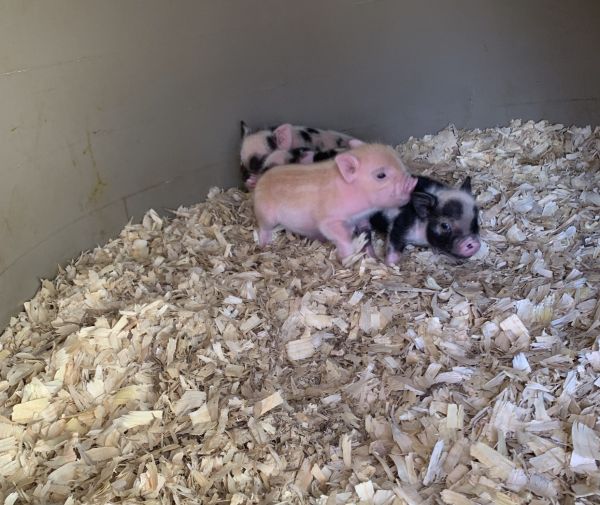 Mini Kune Pig