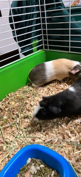 2 female Guinea pigs