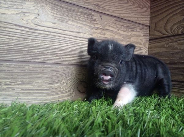 Mini mini pig