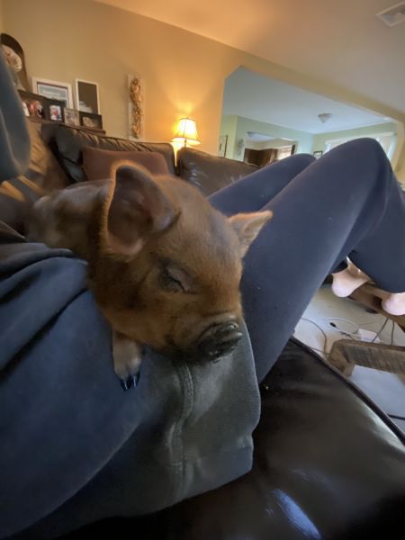 Miniature Piglets for Sale