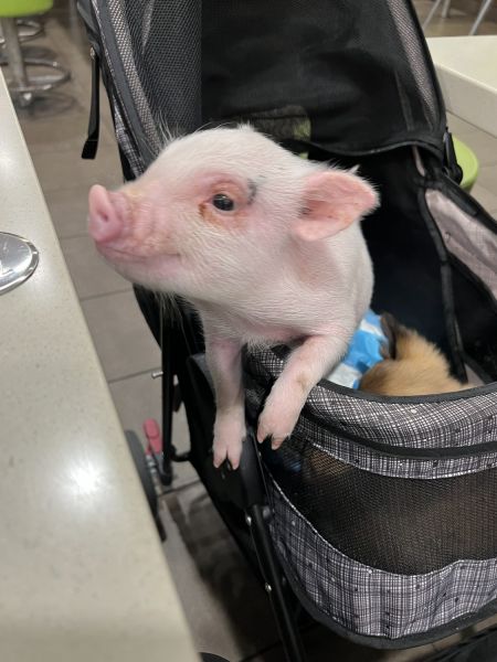 3 month old Mini Pig