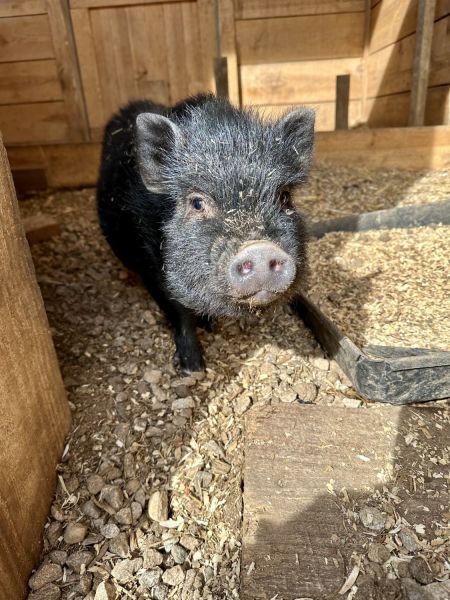 Mini Pig Babies looking for a home.