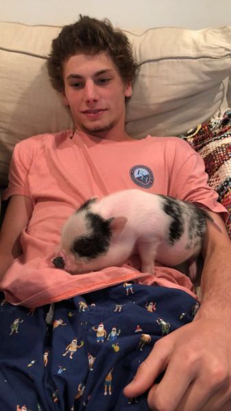 Mini pig (domestic)