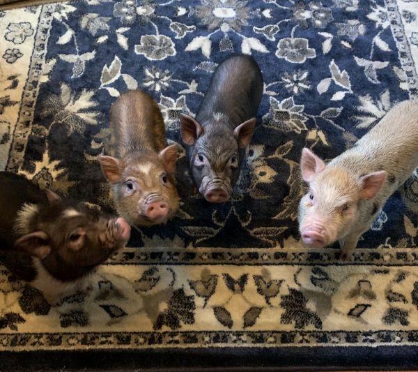 Juliana Mini Piglets