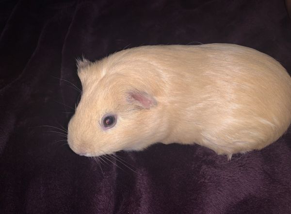 Female Guinea pigs