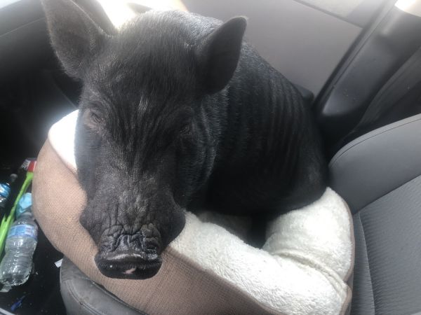 Amazing piggy for sale