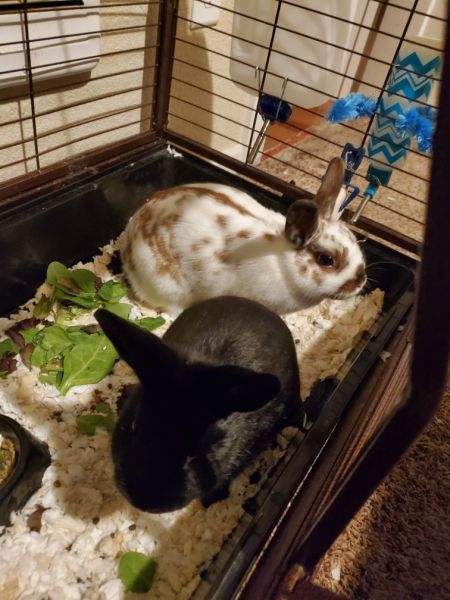 Two Netherland Dwarf /Mini Rex bunnys