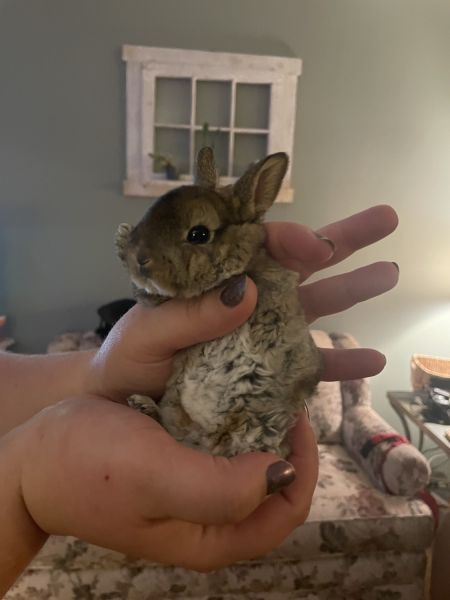 Mini Rex Bunnies For Sale