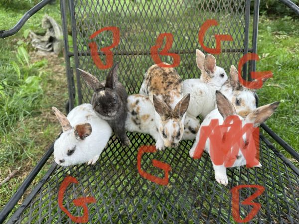Tri color mini Rex babies