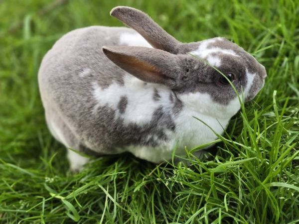 Mini Rex Broken Lilac Buck $20