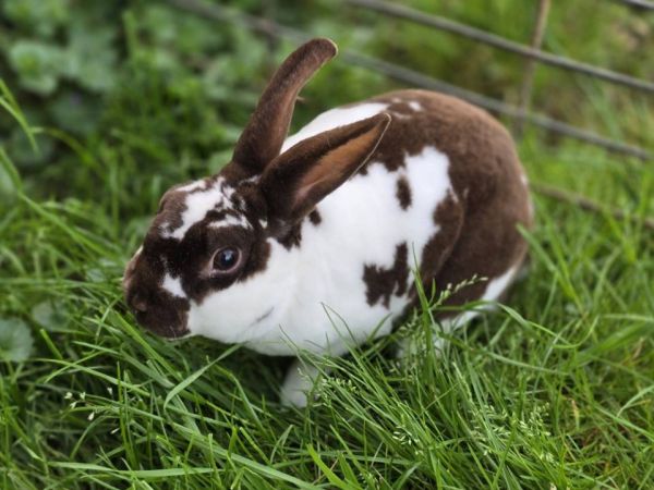 Mini Rex Broken Chocolate Colored Buck
