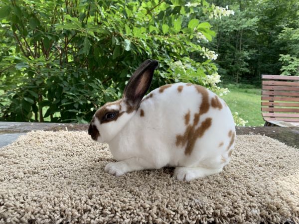 Mini Rex Rabbits