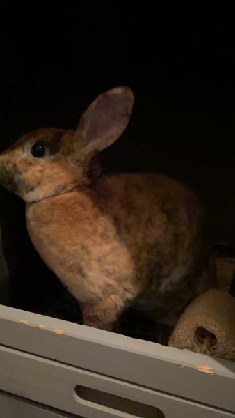 Playful and Energetic Hopper