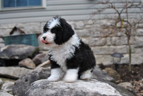 Ollie F1b Mini Sheepadoodle
