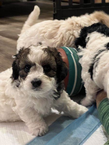 Looking for a new home